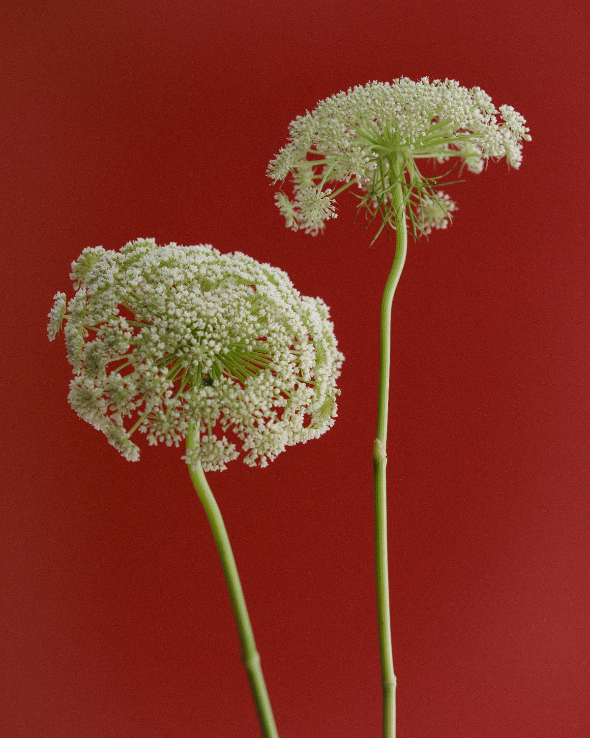 Can Dietary Fiber Help Manage Endometriosis Symptoms?