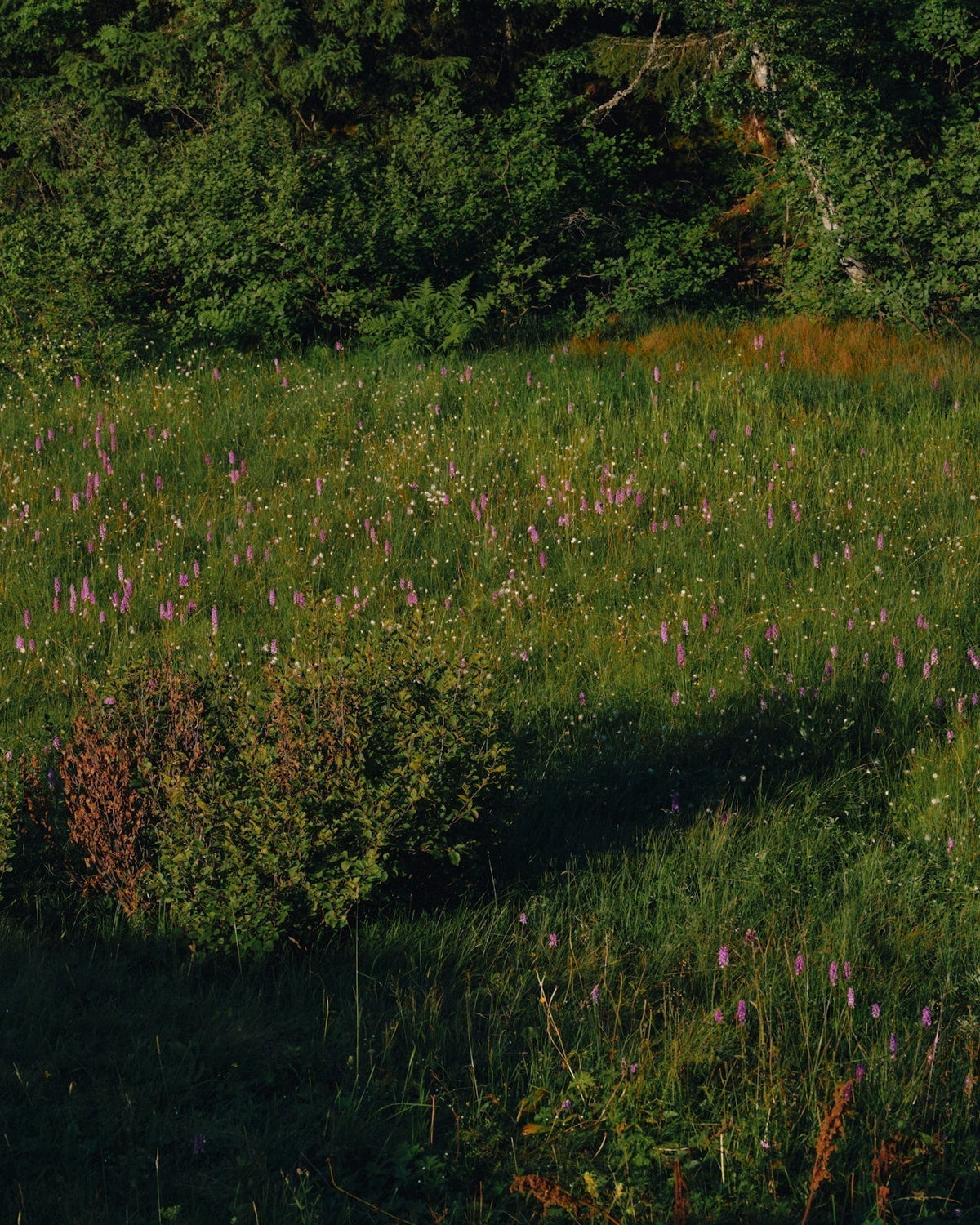 We’ve Lost Half of Our Gut Bacteria. Let’s Talk About the (Inner) Climate Crisis