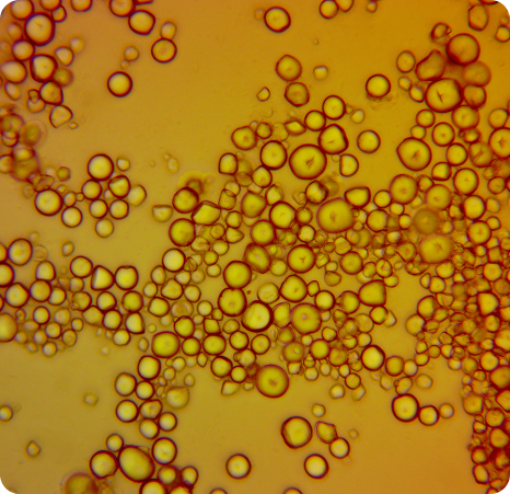 Prebiotic vs. Probiotic: What’s the Difference (and Do I Need Both?)